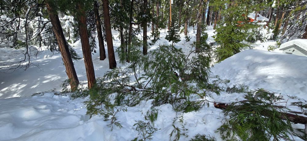 All Photos for George Staddan's Professional Tree Care in Placerville, CA