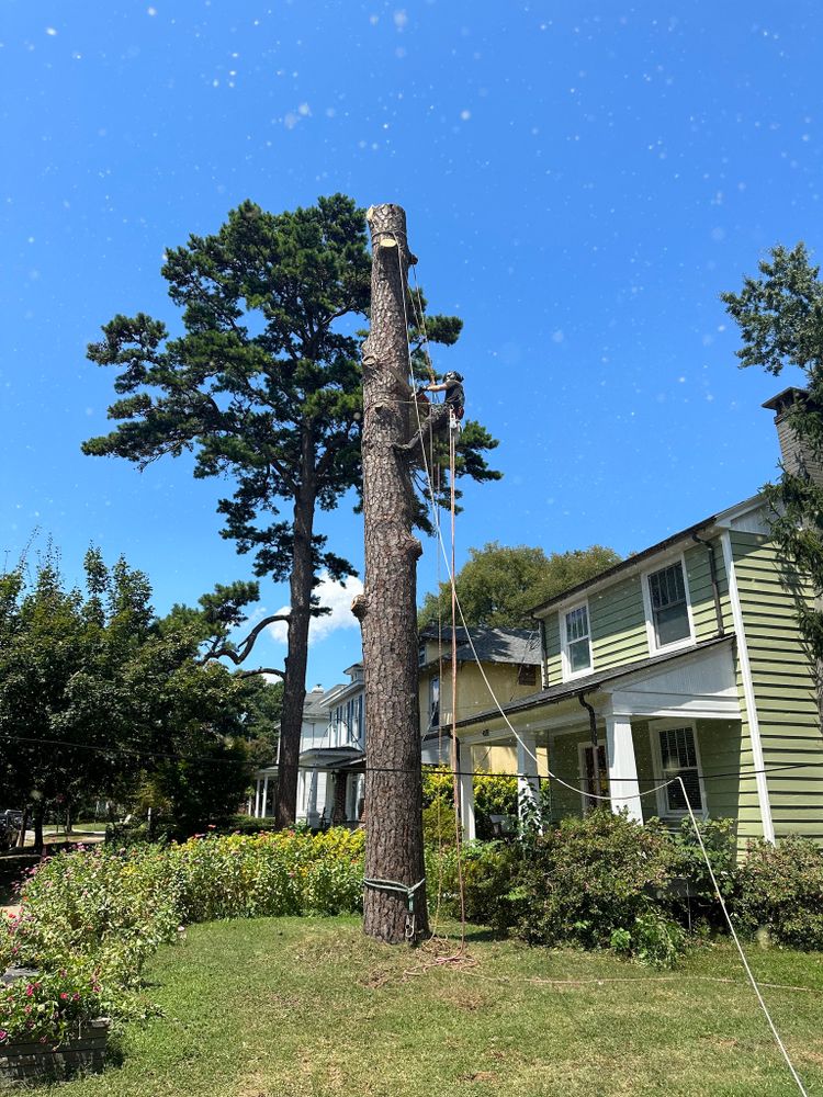 Tree Removal for Rawls Tree Care in Richmond, VA