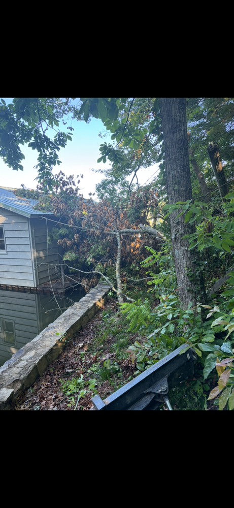 All Photos for Andy's Tree Service in Zirconia, NC