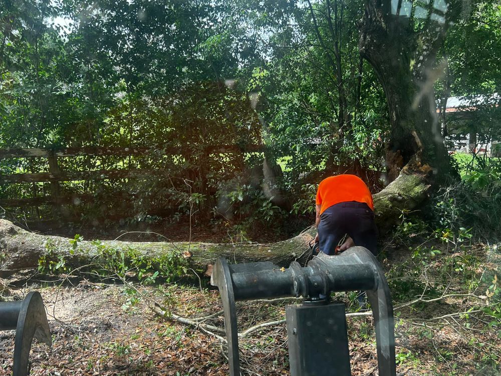 Tree Removal for Daniel Hickey’s Tree Service in DeLand, FL