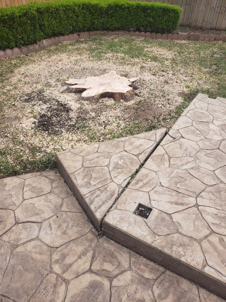 All Photos for Servin's Tree Care  in Houston, TX