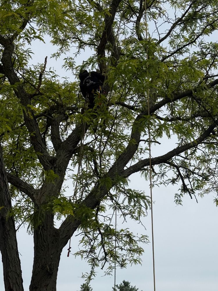 All Photos for Down To Earth Tree Service, LLC in Olmsted Falls, OH
