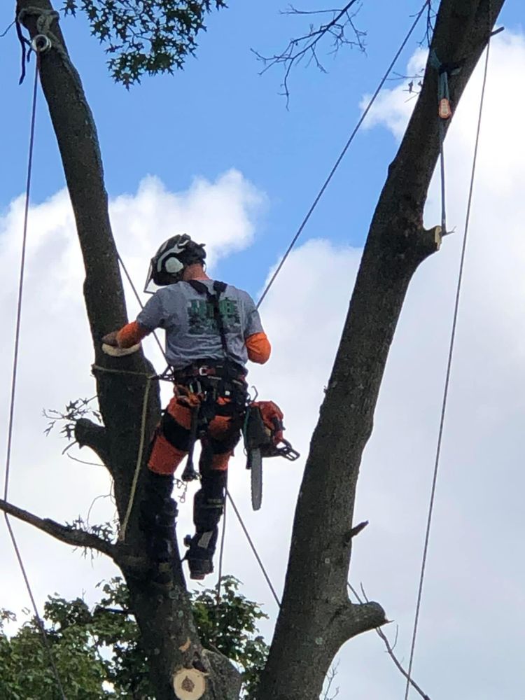 Shrub Trimming for JJ Tree Service in Gibsonia, PA