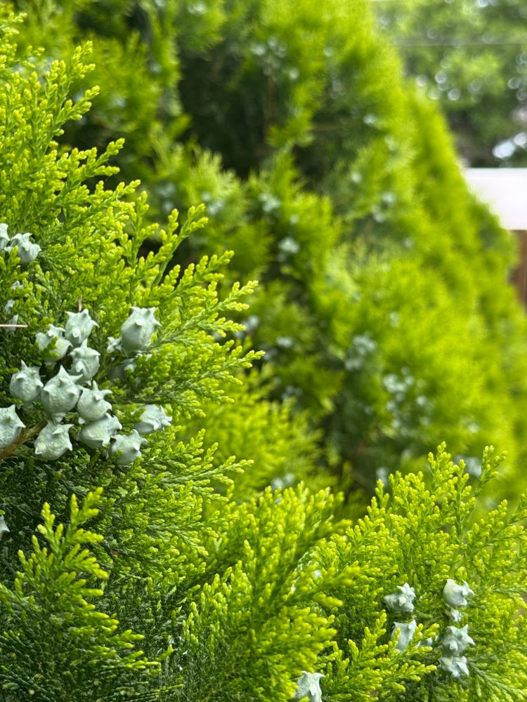 All Photos for Blu-J Tree Care in Arlington, TX