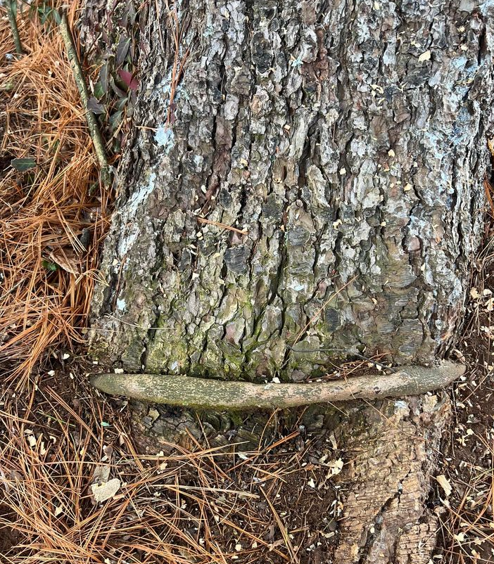 Our Stem Girdling Root Extractions service removes roots that are circling or strangling the tree's trunk, promoting healthy growth and preventing structural damage. Trust us to enhance your tree's health. for Settle Tree Services in Knoxville, TN