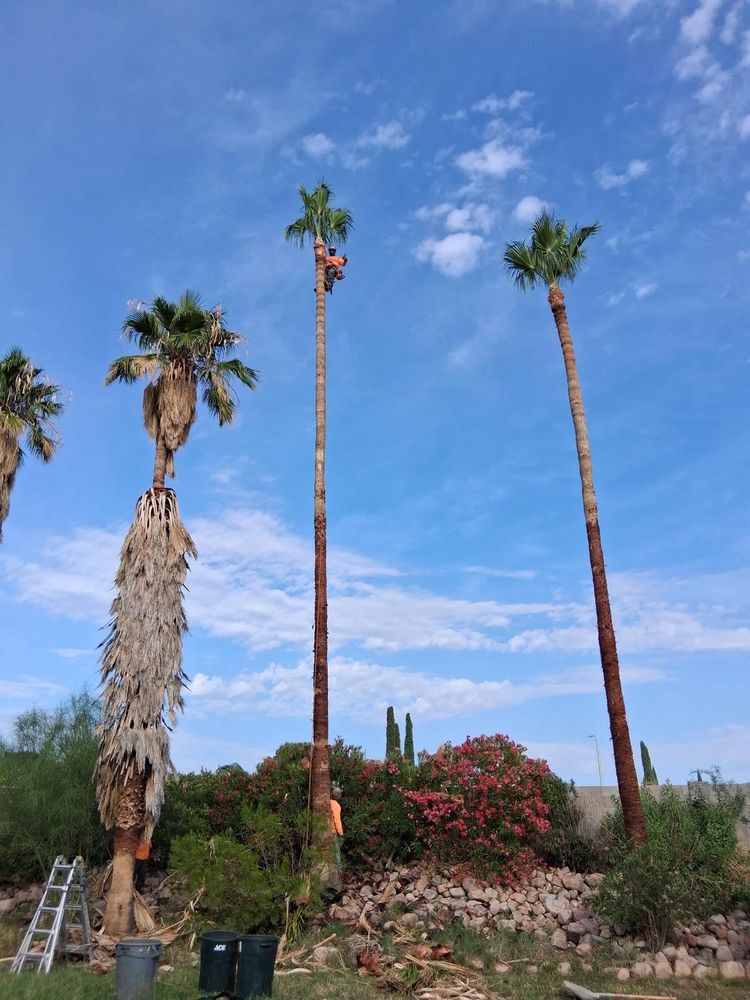 Stump Removal for By Faith Landscaping in Sierra Vista, AZ