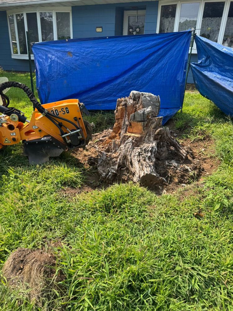 Stump Removal for Jills Stump Grinding and Firewood in Shelton, CT