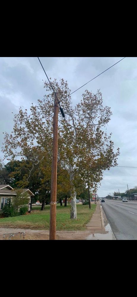 Tree Removal for Rollins Tree Service in Eastland, TX