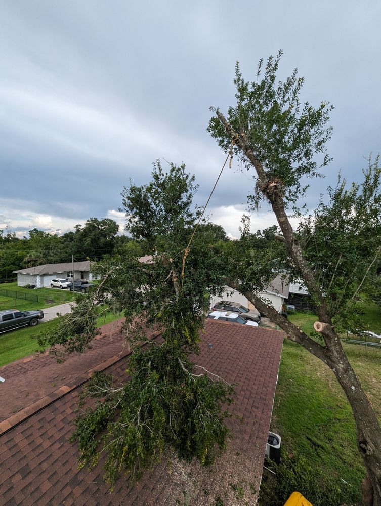All Photos for Regal Tree Service and Stump Grinding in Wauchula, FL