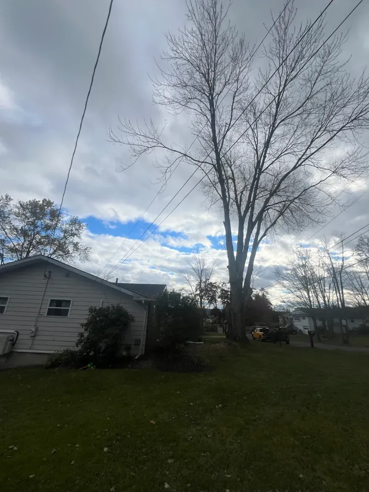 All Photos for Licensed to Cut Tree Service in Athens, PA