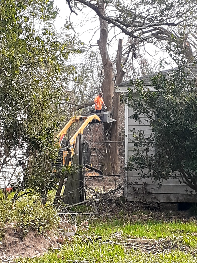 All Photos for Professional Tree Service USA in Chattanooga, TN