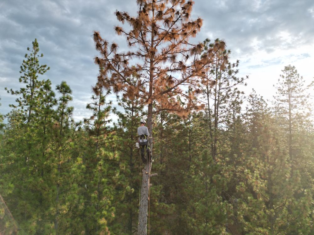 All Photos for Tyco Forest Management in Placerville, CA