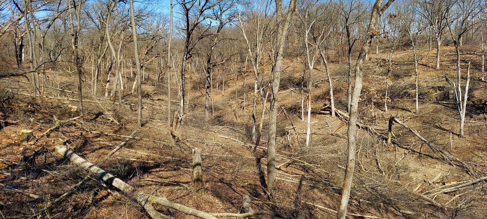 All Photos for Bluffside Forestry in Cedar Rapids, IA