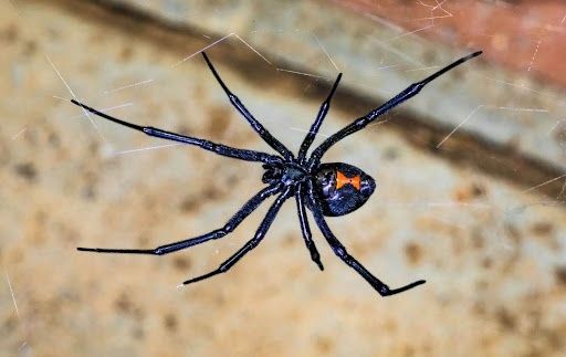 All Photos for Platinum Pest Control in Spring Hill, FL
