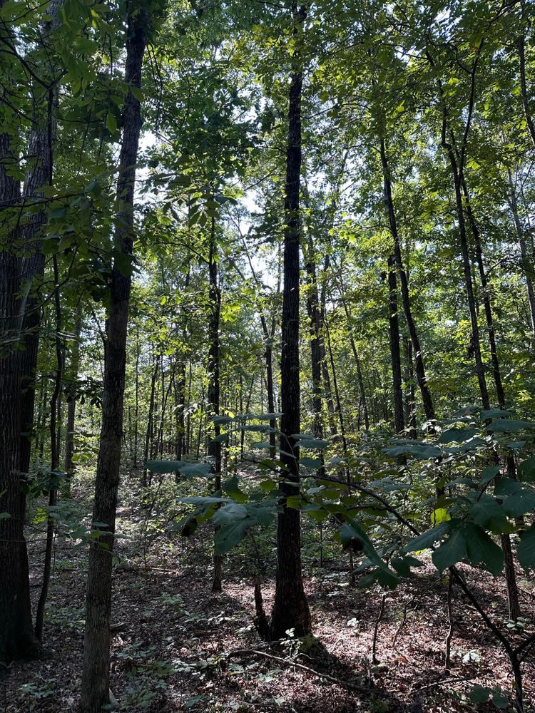 All Photos for A.P Land Management in Atlanta, Ga