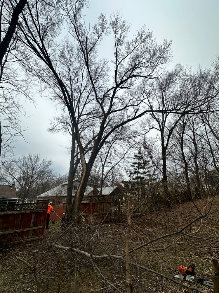 All Photos for Cross Family Tree Service in Kearney, MO