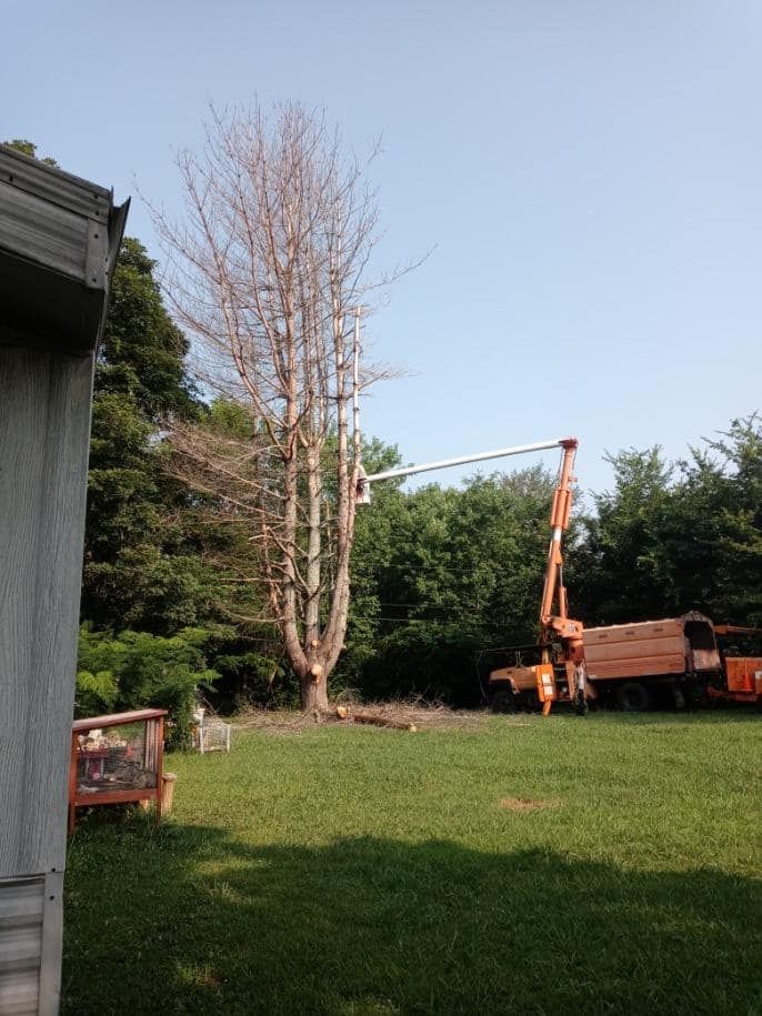Tree Removal for Scott's Tree Service in Athens, TN