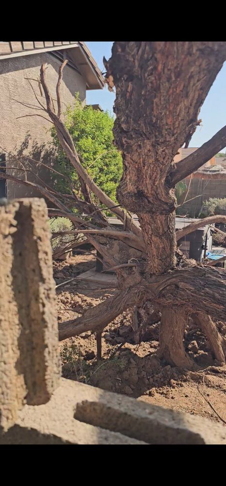 All Photos for T's Tree Service and Firewood in Apache Junction, AZ
