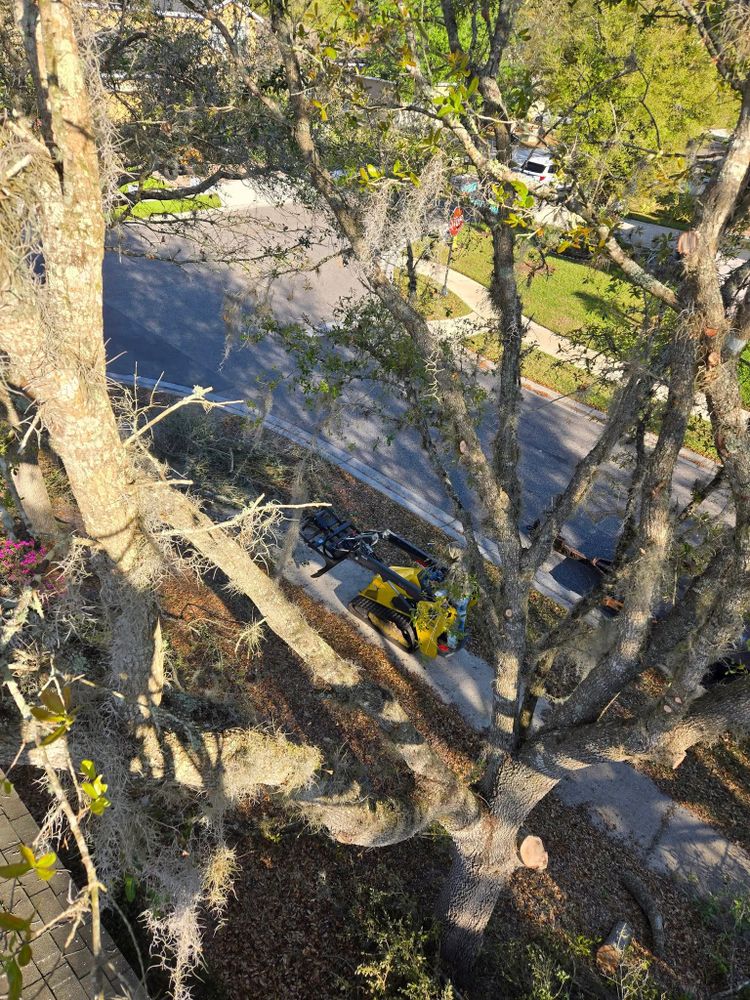 Tree Removal for Near Me Tree Service, Inc. in DeLand, FL