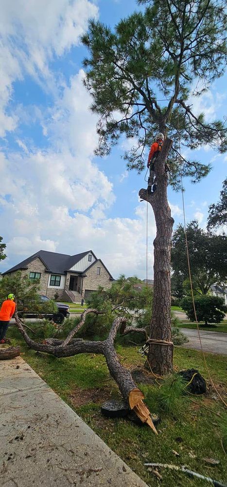 All Photos for Servin's Tree Care  in Houston, TX