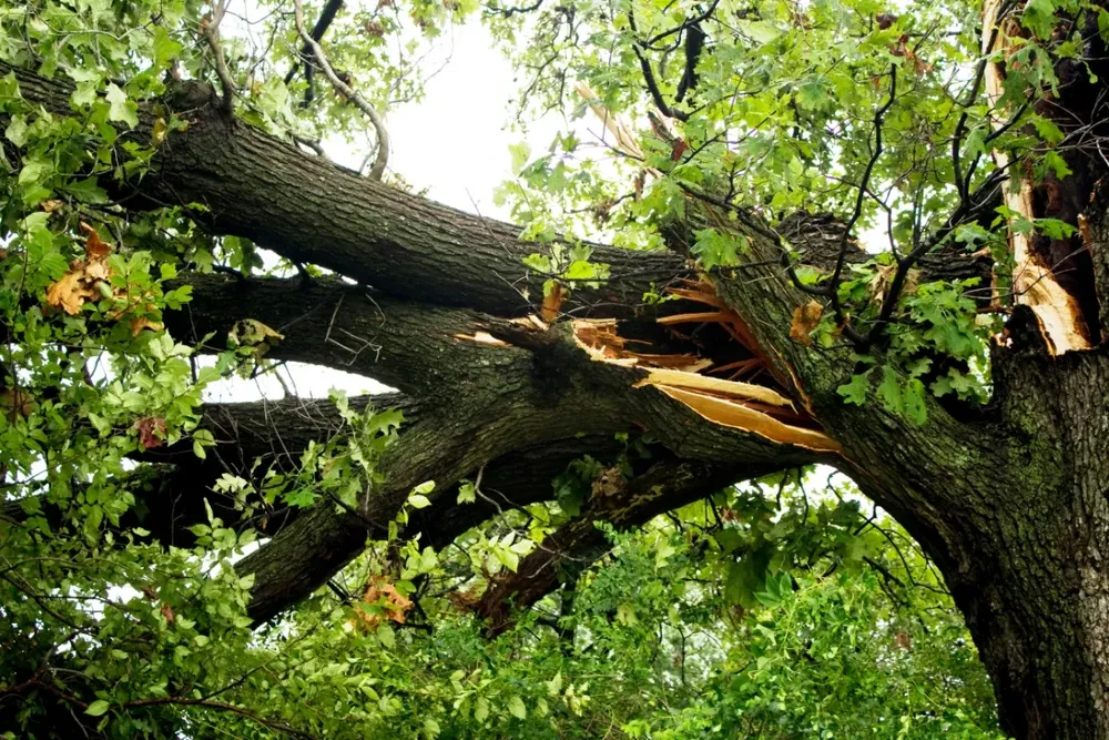 When a tree becomes hazardous, severely declining, or unsalvageable, safe and professional removal is essential. Our tree removal services are performed with care, precision, and respect for your property and surrounding landscape. for Arbor Max Solutions in Gun Barrel City, TX