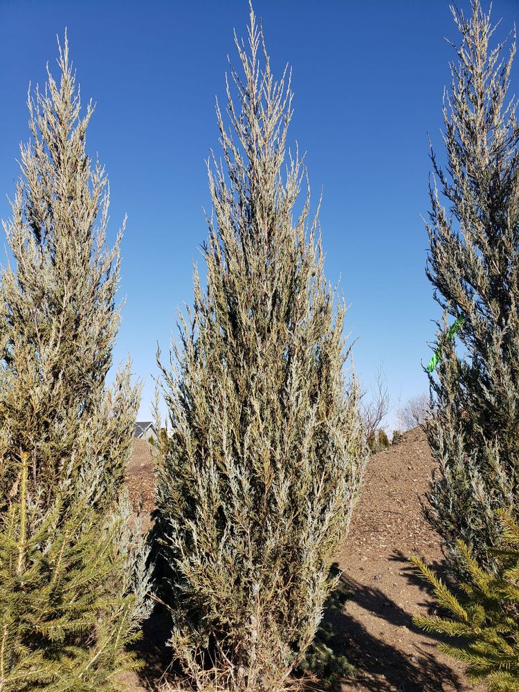 All Photos for Mike's Grading Plus in Caldwell, ID