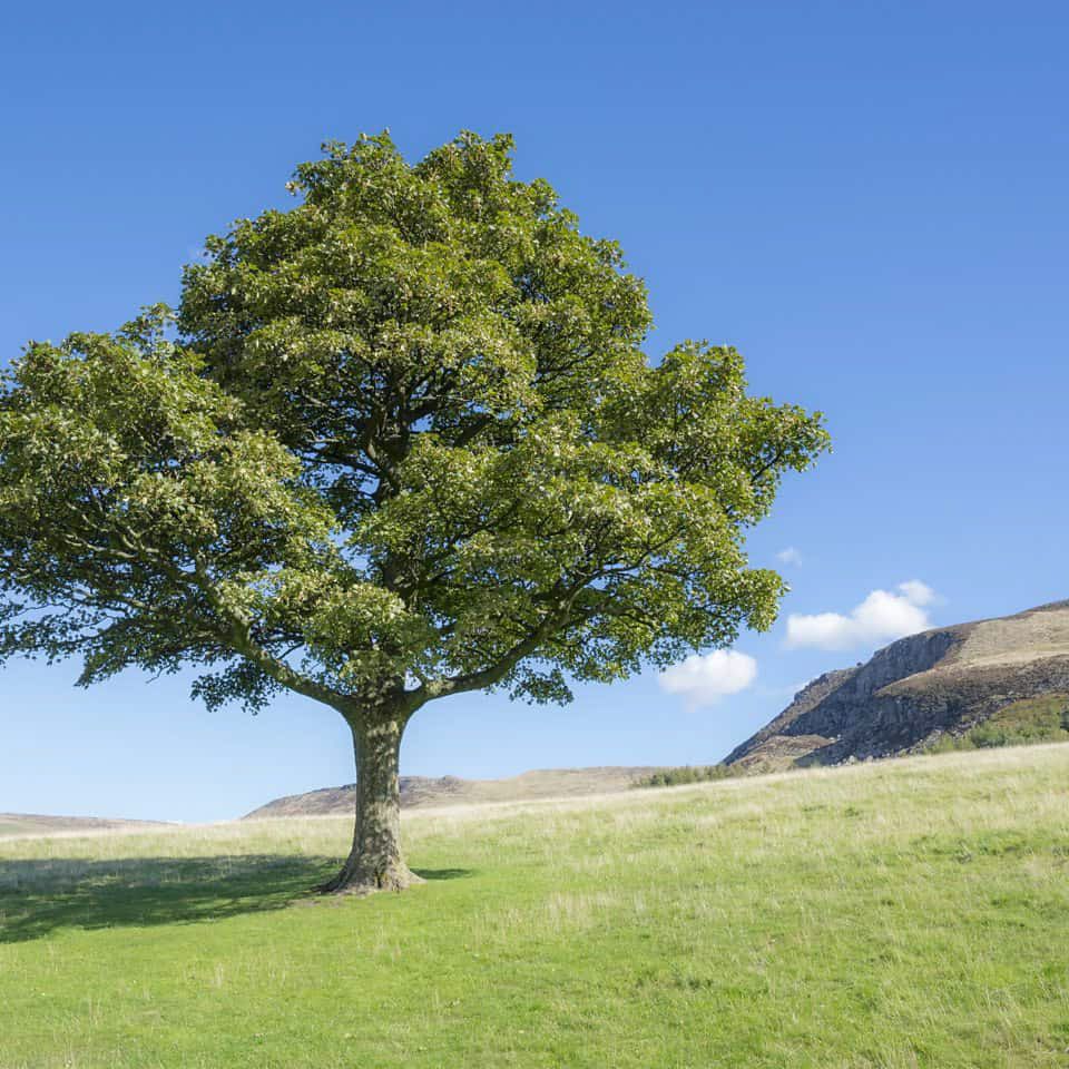 Our Tree Trimming service ensures the health and beauty of your trees, expertly shaping them to enhance your property's aesthetics while promoting their growth. for A-1 Lawn Care in Lithonia, GA