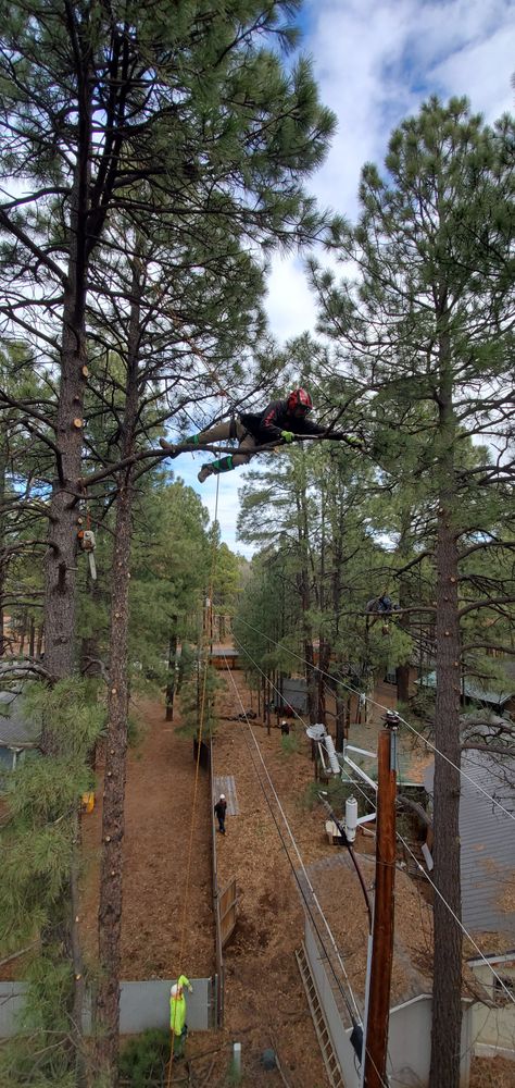 All Photos for StockPro Tree Specialists in Show Low, AZ