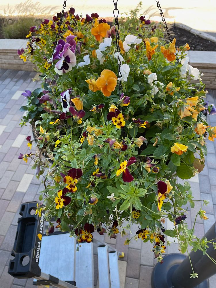 All Photos for Ecogreen Landscape in Denver, CO