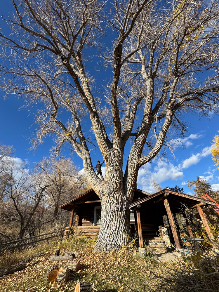 All Photos for Clean Cut Tree Service in Gillette, WY