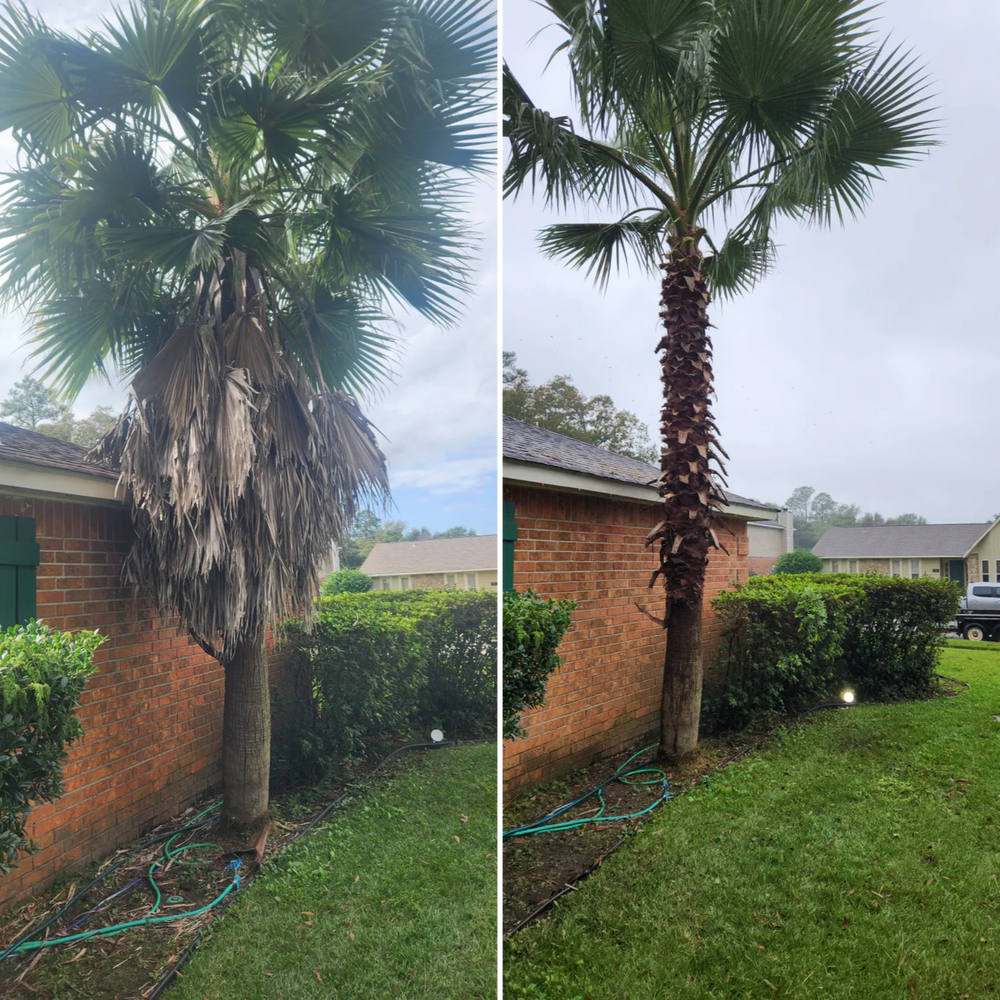 All Photos for David's Tree Service in Slidell, LA