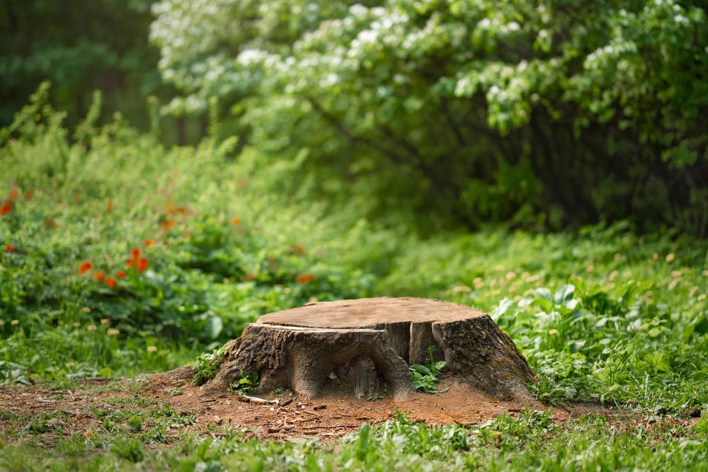 Our Tree Stump Removal service helps homeowners get rid of unsightly, potentially hazardous tree stumps left behind after tree removal. We use specialized equipment to grind the stump down for easy disposal. for Arbor Eden Creations in Winston-Salem, NC