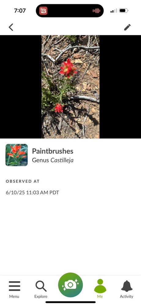 Property Clean Up for The Tree Fairy in Temecula, CA