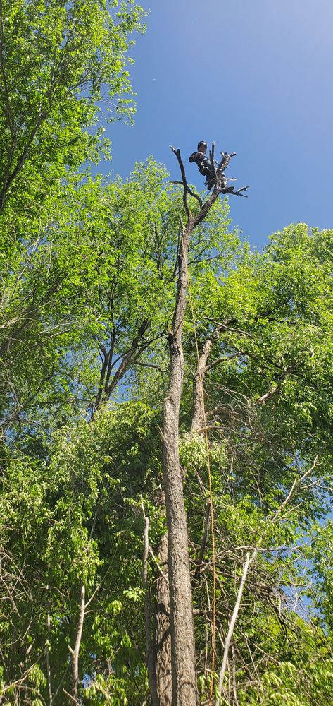 All Photos for StockPro Tree Specialists in Show Low, AZ