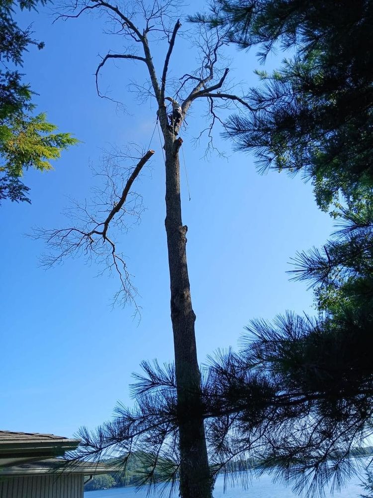 Tree Removal for SMITHs Tree Service in Columbus, IN