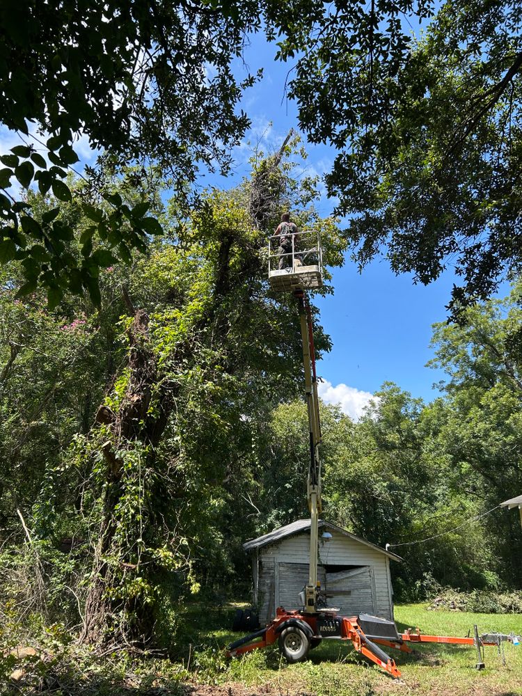 Tree Removal for Broadway & McMullen Construction in Hattiesburg, MS