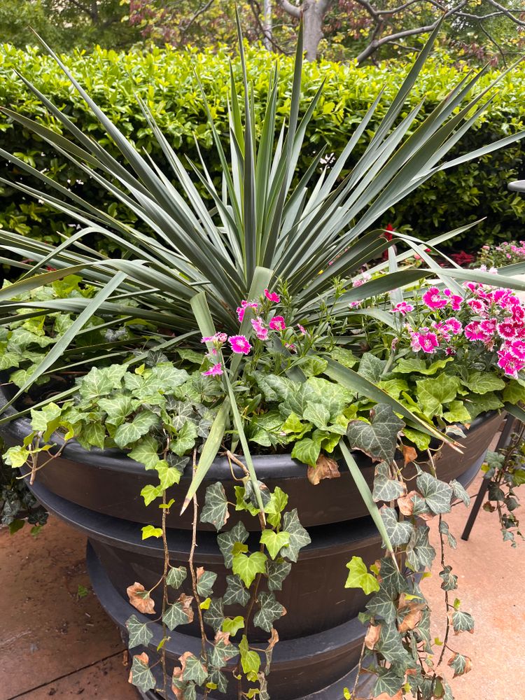 Seasonal Color for Urban Lawn & Landscape in Oklahoma City, OK