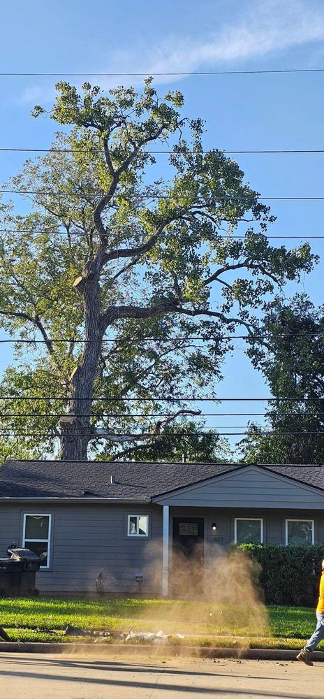 All Photos for Servin's Tree Care  in Houston, TX