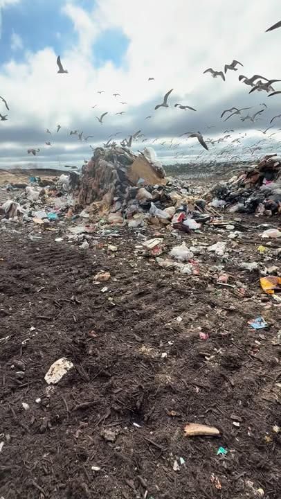 All Photos for Zip Junk Removal in Santa Rosa Beach, FL