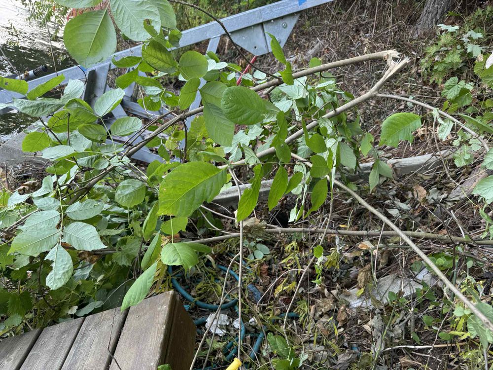 All Photos for Daugherty's Tough Lawn Care in Essexville, MI