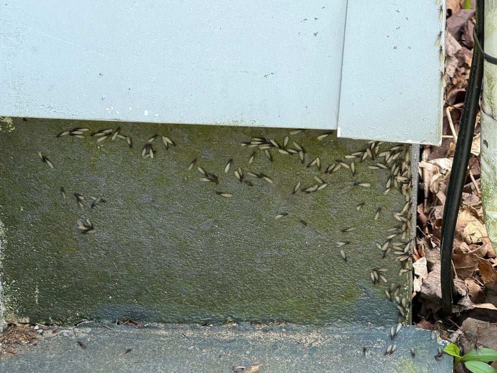 All Photos for All-In Pest Control & Home Solutions in Greene County, IN