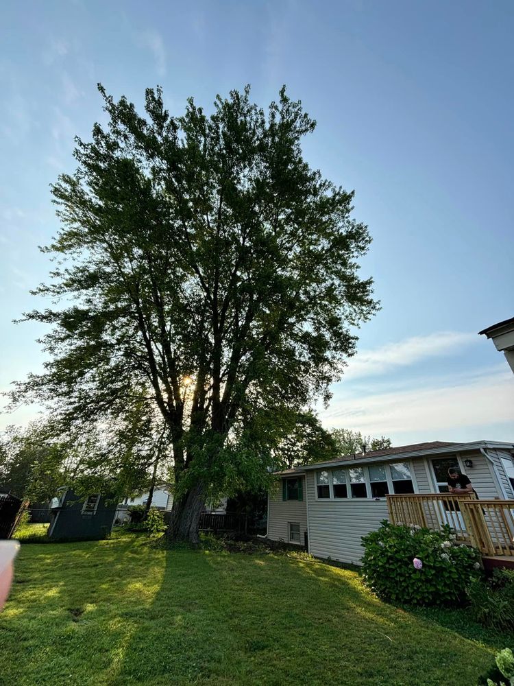 All Photos for Lovenguth Logging and Tree Service in West Monroe, NY