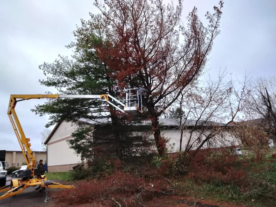 Our Brush Hogging service efficiently clears overgrown vegetation, offering homeowners a solution to reclaim their property by effectively cutting and mulching thick brush and grasses. for Billiter's Tree Service, LLC in Rootstown, Ohio