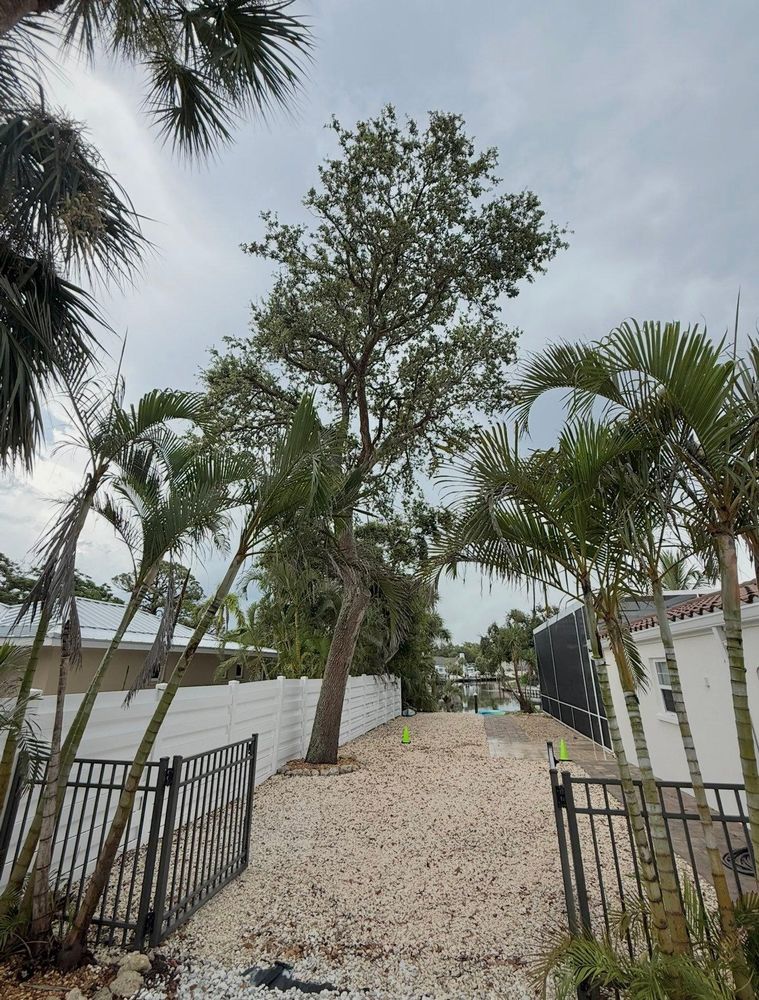All Photos for MX Trees in Englewood, FL