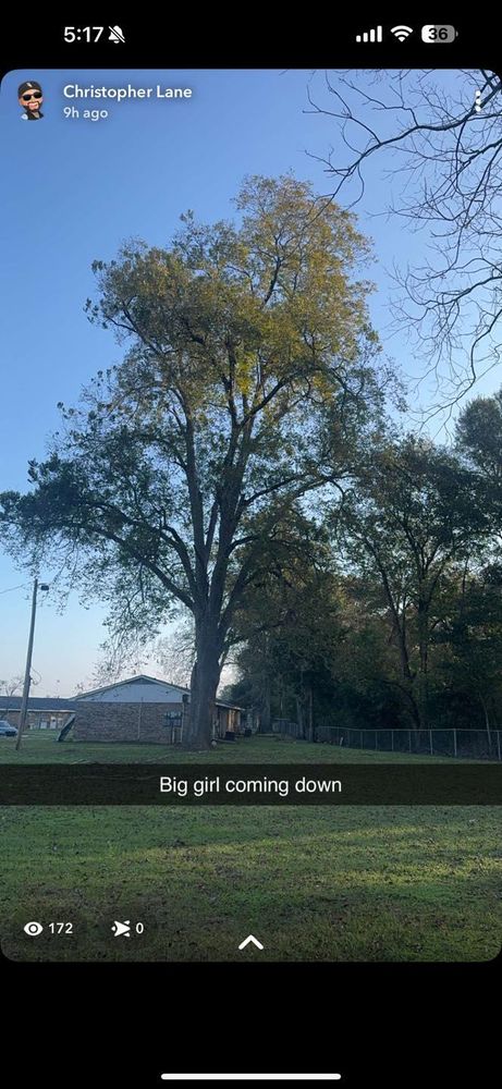 All Photos for Morace Tree Service in Natchez,,  MS