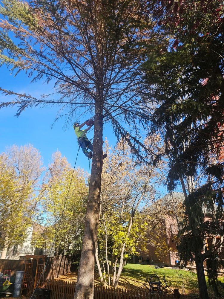 Tree Removal for Portneuf Valley Tree Service in Pocatello, ID