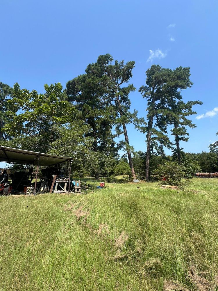 Tree Removal for Best Price Tree Service in Hallsville, TX