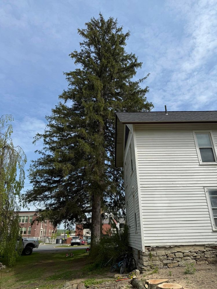 All Photos for Sterlings Tree Removal in Cobleskill, New York