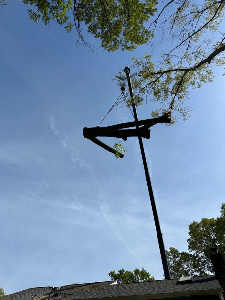 All Photos for DIAZ TREE in Stafford, VA