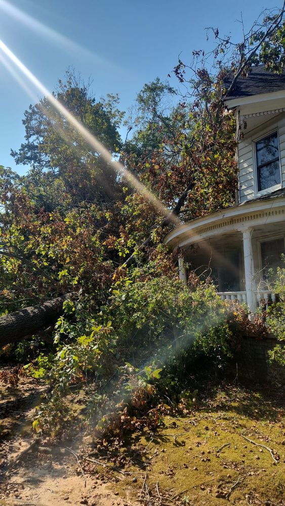 Tree Removal for Stumpbusters Tree Service in Louisa County, VA